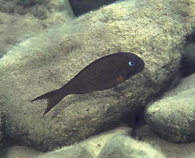 Tropheus sp. 'crescentic' Halembe